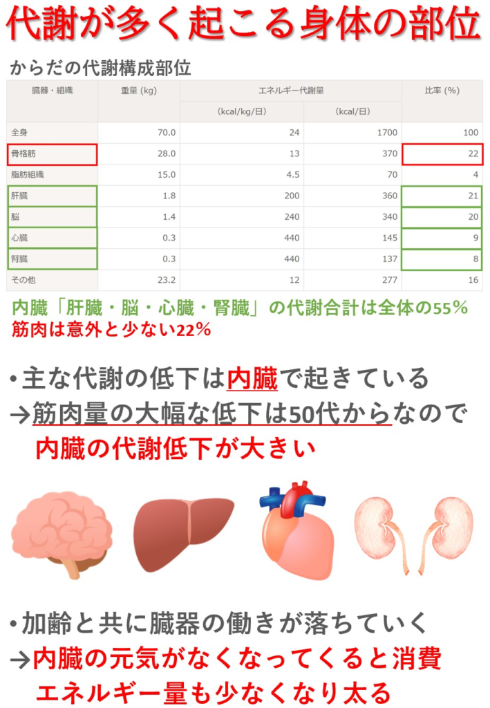 基礎代謝量が多い臓器「脳・肝臓・心臓・腎臓」筋肉は全体の2割程度